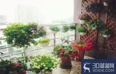 刚装修好的房子适合养什么植物？