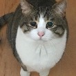 老虎斗~