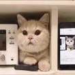 薛定谔的猫