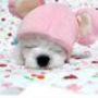 γˇ⌒＿⌒ˇ