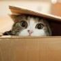 盒子里的猫