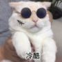 V。🐱