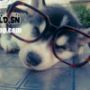 Eyesfront