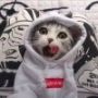✨僵小鱼🐾