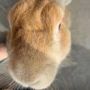 胖纸