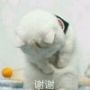 鱼七