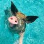 so  ？🐷