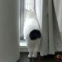 ᴊᴀɴᴇ