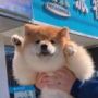 小何