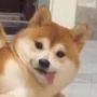 飛