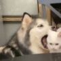 熊猫
