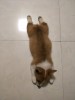 画图机器