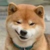 走狼