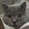 蓝猫NE