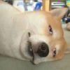 一条咸鱼