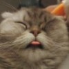 聪明的小何