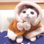 yangye