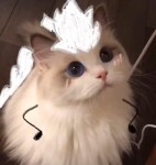 fed03