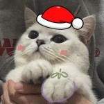 倾诉的爱