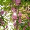 花花