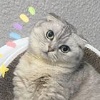 所守或匪亲