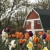 Living the Country L