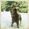 Marley Bear