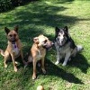 AustralianDogLover