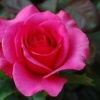 Alnora Jones
