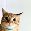 Tonko