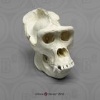 Bone Clones
