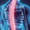 SpineUniverse