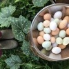 Family Food Garden