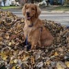 Macy Gus