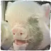 白领农民工