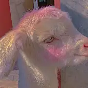 无角羔羊