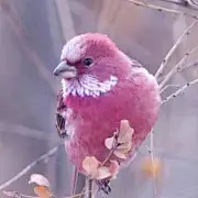 柯颗