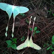 莫负芳华无问西东