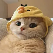 江会啊