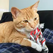 冉打虎