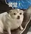 啊鱼咯
