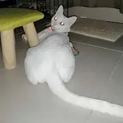 喝奶茶的居