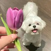 卷心菜在大理买车