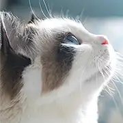 木穆穆