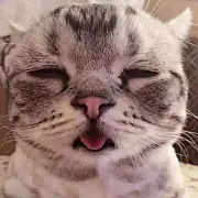 汰纸宝宝木小熊