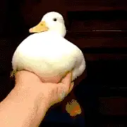 嘿鸭嘿鸭