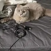 我的猫叫当当