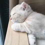 细雨湿流光瑶瑶