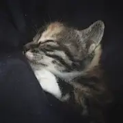 段英雄