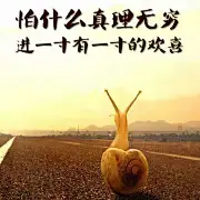 鱼巷猫未随我